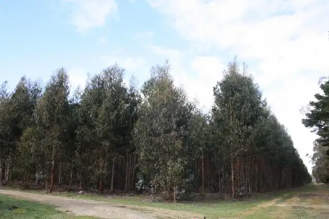 Main view of Homely rural property listing, 179 NORMANS ROAD, Mumbannar VIC 3304