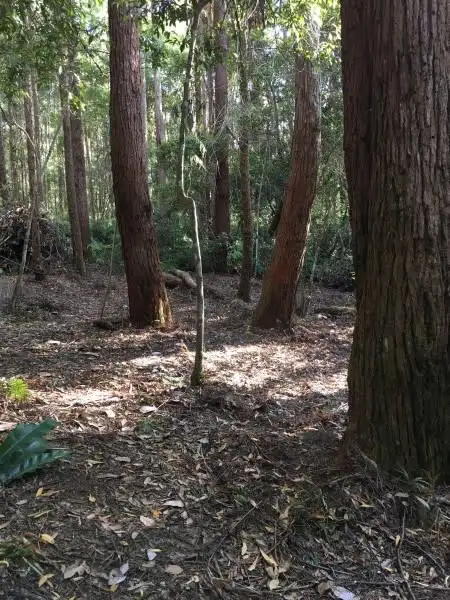 Fifth view of Homely land listing, 1943 Springbrook Road, Springbrook QLD 4213