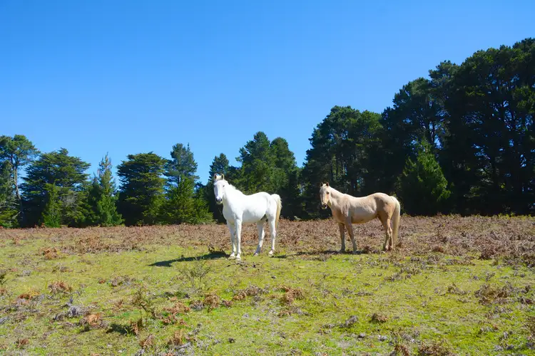 Sixth view of Homely rural property listing, Lot 1, 41-69 Mount Blackheath Road, Blackheath NSW 2785