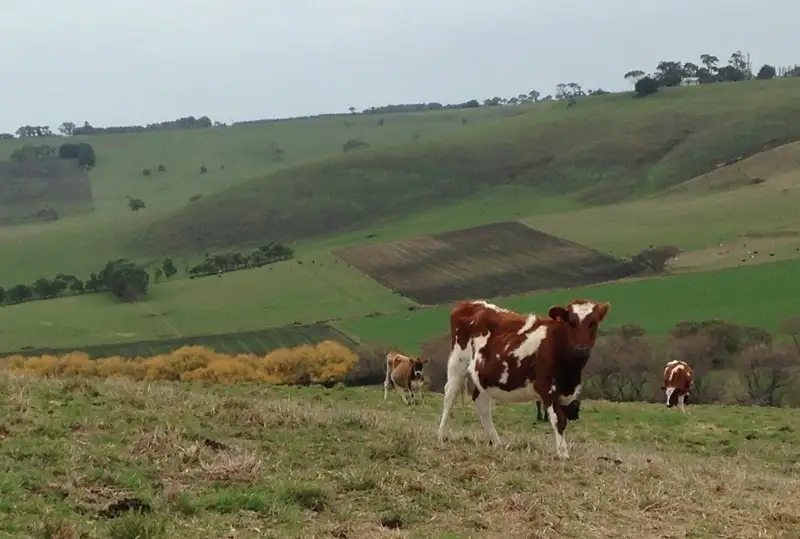 Main view of Homely rural property listing, 77 Boundary Road, Cobden VIC 3266