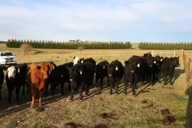 Lot 4 1971 Towrang Rd, Goulburn NSW 2580