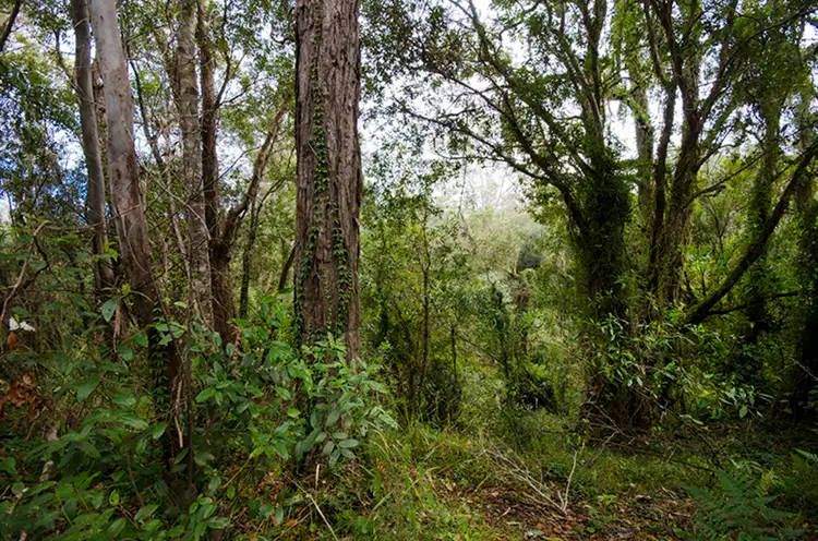 Sixth view of Homely rural property listing, 1121 Clarence Way, Whiteman Creek NSW 2460
