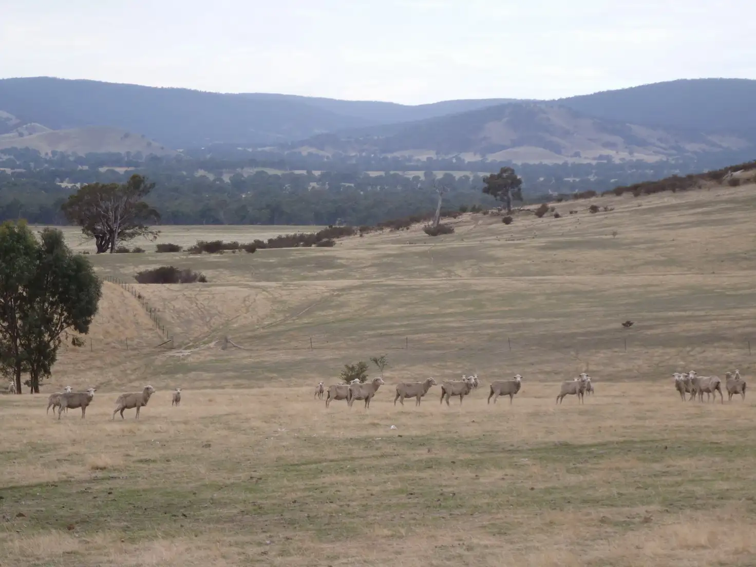 Main view of Homely rural property listing, 0 Government Road, Elmhurst VIC 3469