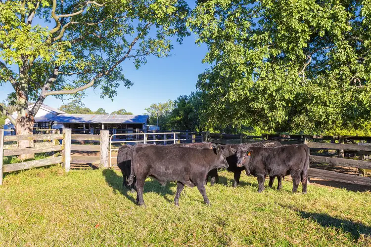 Fourth view of Homely rural property listing, "Kildare" 258 Mimi Creek Road, Firefly NSW 2429