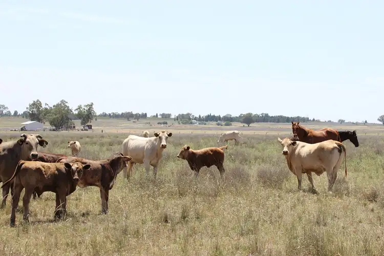 Fifth view of Homely rural property listing, 62R Durraween Lane, Dubbo NSW 2830