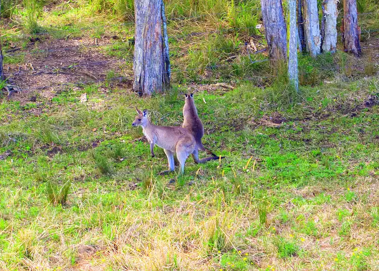 Second view of Homely land listing, Lot 5 Ridgeview Estate, King Creek NSW 2446