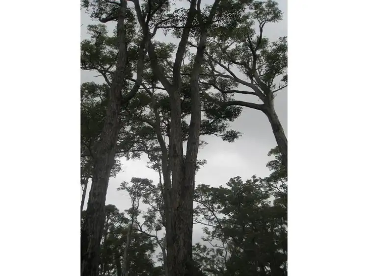 Third view of Homely land listing, LOT 118 KARRI LANE, Quinninup WA 6258