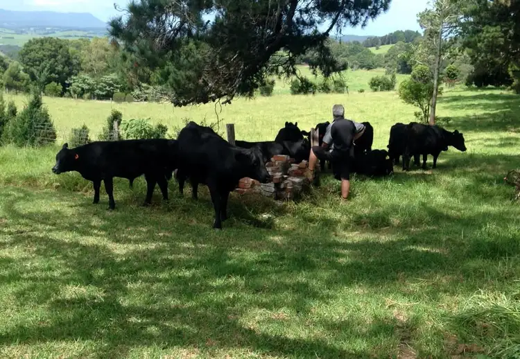 Fifth view of Homely rural property listing, 935 Whisky Creek Road, Dorrigo NSW 2453