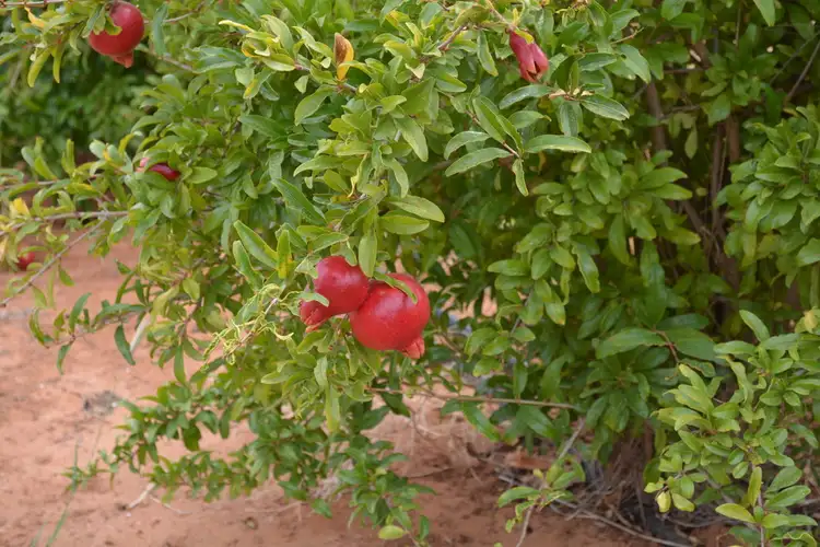 Third view of Homely rural property listing, 358 Boomerang Avenue, Cardross VIC 3496