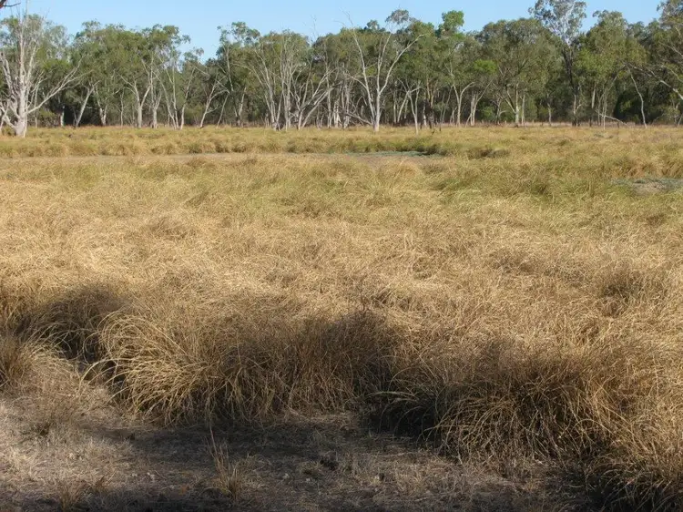 Second view of Homely rural property listing, 81 Yarranabee Rd, Baan Baa NSW 2390