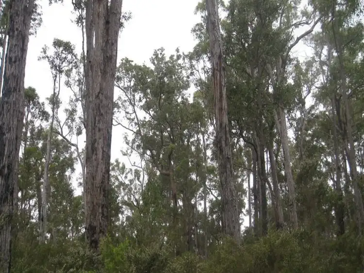 Fourth view of Homely land listing, LOT 118 KARRI LANE, Quinninup WA 6258
