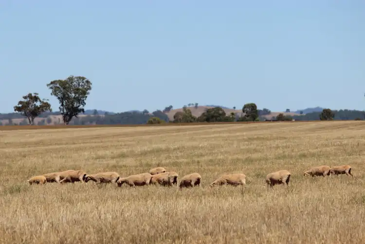 Third view of Homely rural property listing, Cnr Old Dubbo and Warrie Road, Dubbo NSW 2830