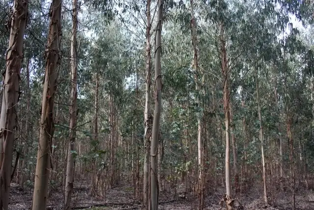 Third view of Homely rural property listing, 179 NORMANS ROAD, Mumbannar VIC 3304