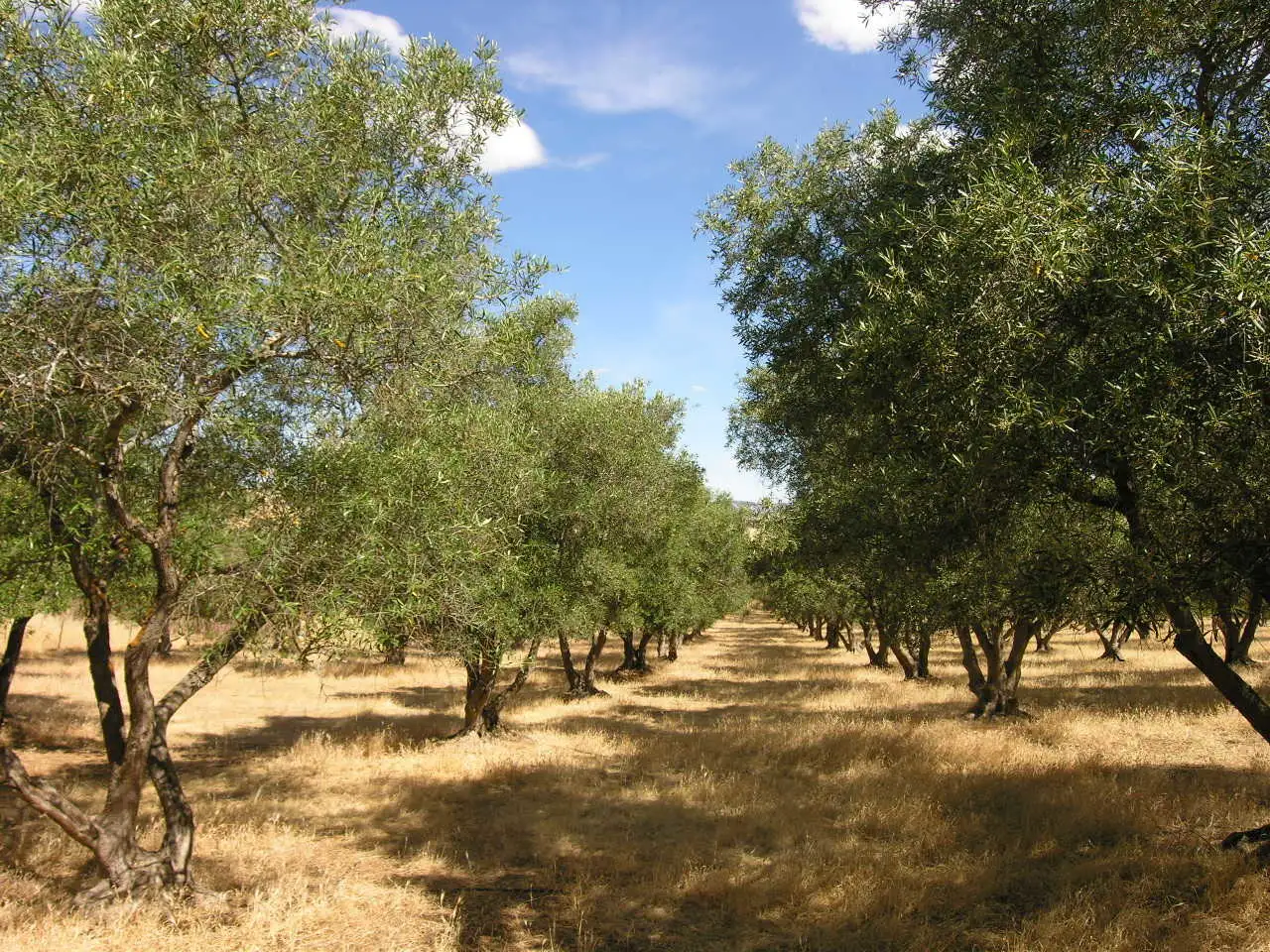 Main view of Homely land listing, Lot 318 Lyndoch Road, Gomersal SA 5352