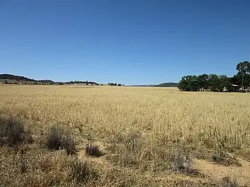 Main view of Homely rural property listing, Lot 2 'Alvin' Ridge Street, Attunga NSW 2345