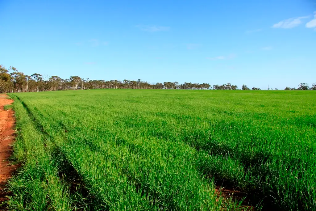 Main view of Homely rural property listing, - Lakeside, Corrigin WA 6375