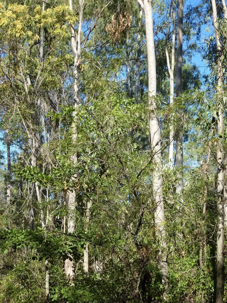 Seventh view of Homely land listing, Lot 17 Clarke Road, Lowmead QLD 4676