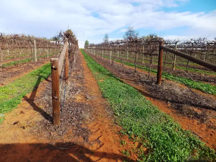 Fifth view of Homely rural property listing, . Edey Road (Vineyard), Red Cliffs VIC 3496