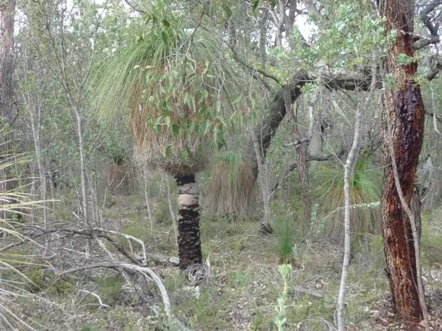 Fifth view of Homely land listing, 7 Blue Squill Drive, Lower Chittering WA 6084