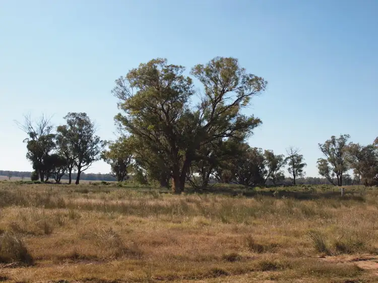 - Pine Glen, West Wyalong NSW 2671
