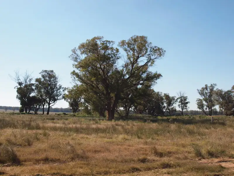 Main view of Homely rural property listing, - Pine Glen, West Wyalong NSW 2671
