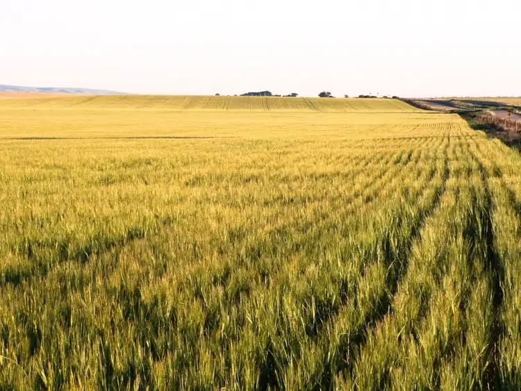 Seventh view of Homely rural property listing, * 57.45ha ?Patto?s? 142acs, Bumbunga SA 5520