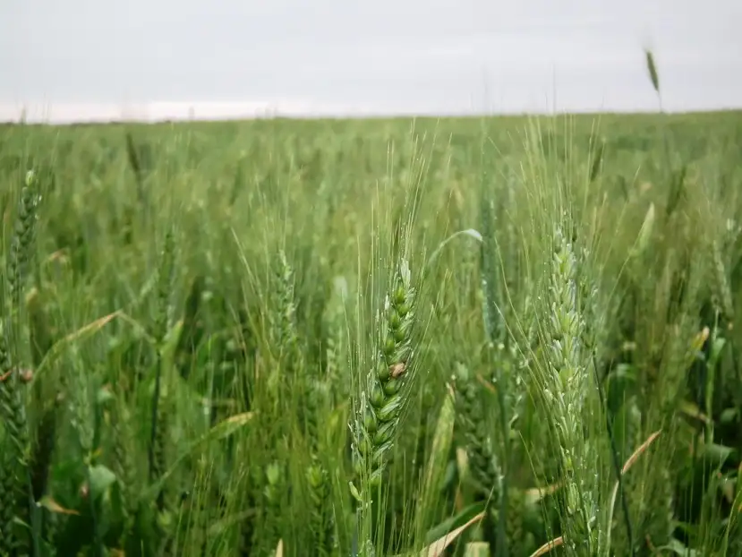 Main view of Homely rural property listing, Section 12 Argent Road, Lock SA 5633