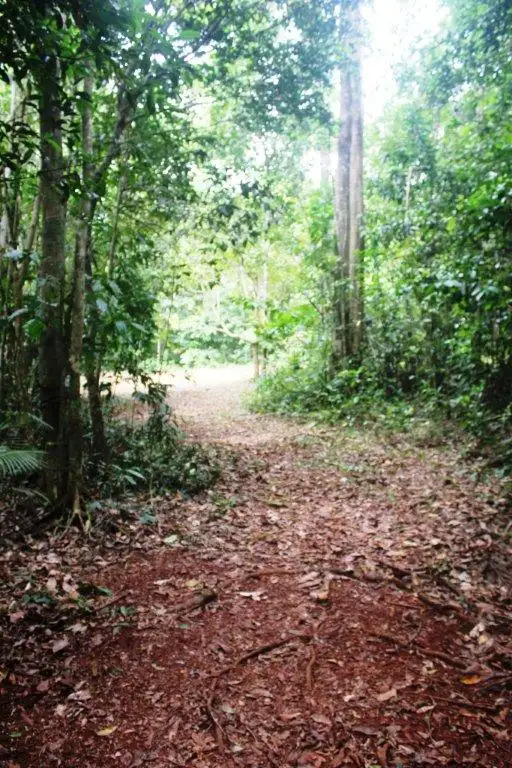 Sixth view of Homely land listing, Lot 516 Silver Ash Road COW BAY, Daintree QLD 4873