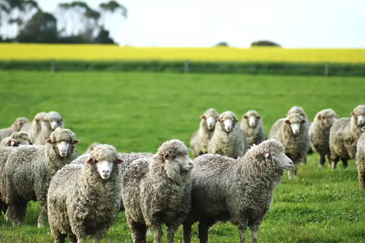 Sixth view of Homely rural property listing, 966 Glenthompson-Caramut Road, Caramut VIC 3274