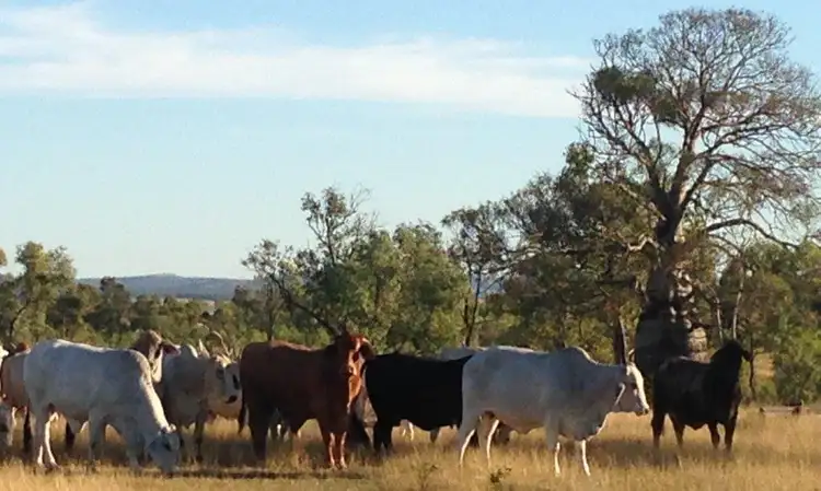 Sixth view of Homely rural property listing, Address available on request