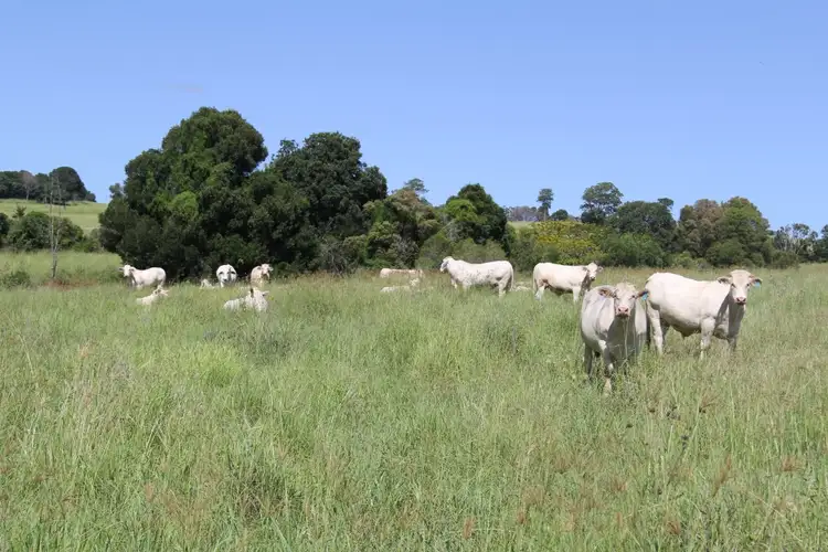 Main view of Homely rural property listing, lot 79 corndale road, Corndale QLD 4610