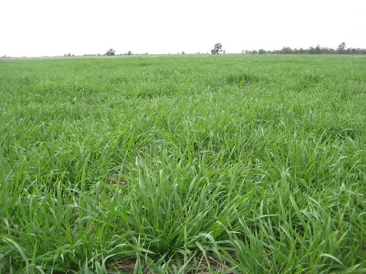 Sixth view of Homely rural property listing, . "Curlew Park South", Goolgowi NSW 2652
