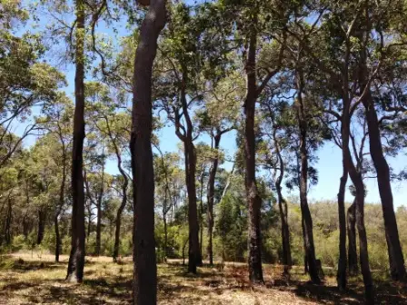 Third view of Homely land listing, 22 (Lot 340) Honeysuckle Glen, Cowaramup WA 6284