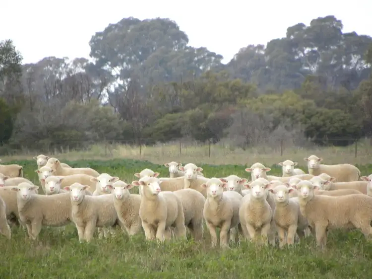 Second view of Homely rural property listing, 'Fairfield' 9517 Riverina Highway, Corowa NSW 2646