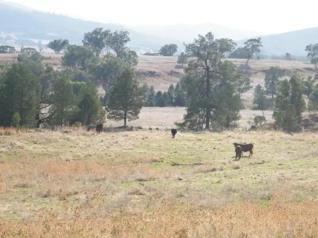 Fifth view of Homely rural property listing, "The Castle" 1085 Wallabadah Road, Quirindi NSW 2343