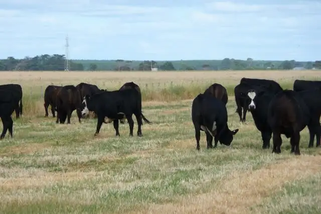 Second view of Homely rural property listing, Lot 349 Gowers Road, Tantanoola SA 5280