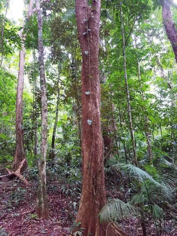 Seventh view of Homely house listing, 176 Carbeen Road, Daintree QLD 4873