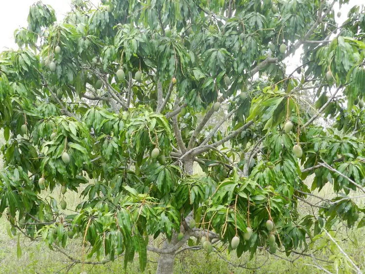 Fourth view of Homely rural property listing, 307 Creevey Drive, Captain Creek QLD 4677