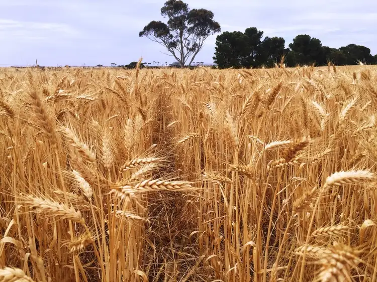 187 Nield Road Hundred of Verran, Rudall SA 5642