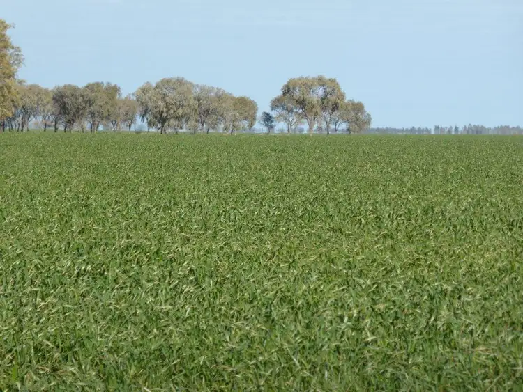 Fifth view of Homely rural property listing, - Buncrana East, Jerilderie NSW 2716
