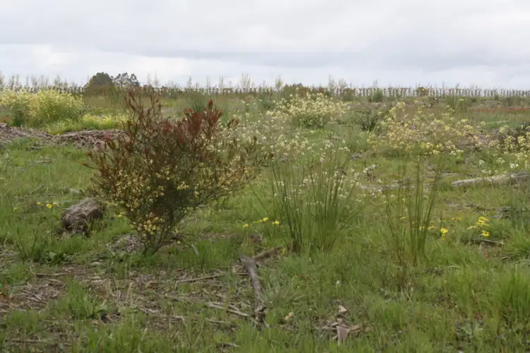 Second view of Homely rural property listing, Lot 6 South Western Highway, Manjimup WA 6258