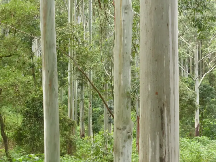 Fifth view of Homely rural property listing, 840 Blue Knob Road, Nimbin NSW 2480