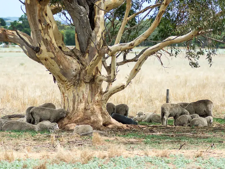 Fourth view of Homely land listing, Lot 20 Nine Mile Road, Strathalbyn SA 5255