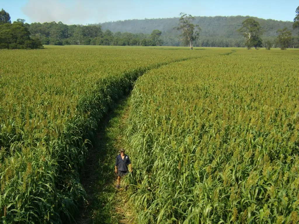 Main view of Homely rural property listing, CA 15A Lower Tonghi Road, Cann River VIC 3890