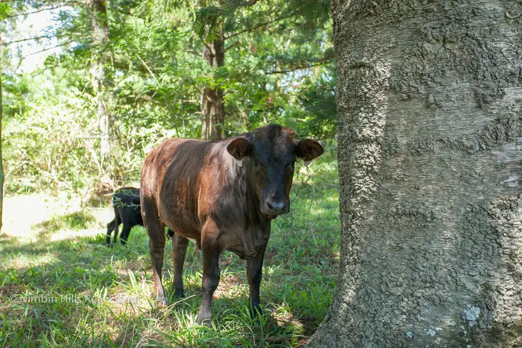 Seventh view of Homely rural property listing, 357 Stony Chute Road, Nimbin NSW 2480