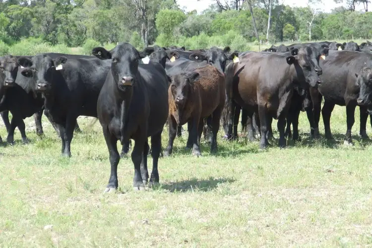 Third view of Homely rural property listing, 660 Mooroobie Lane, Goondiwindi QLD 4390