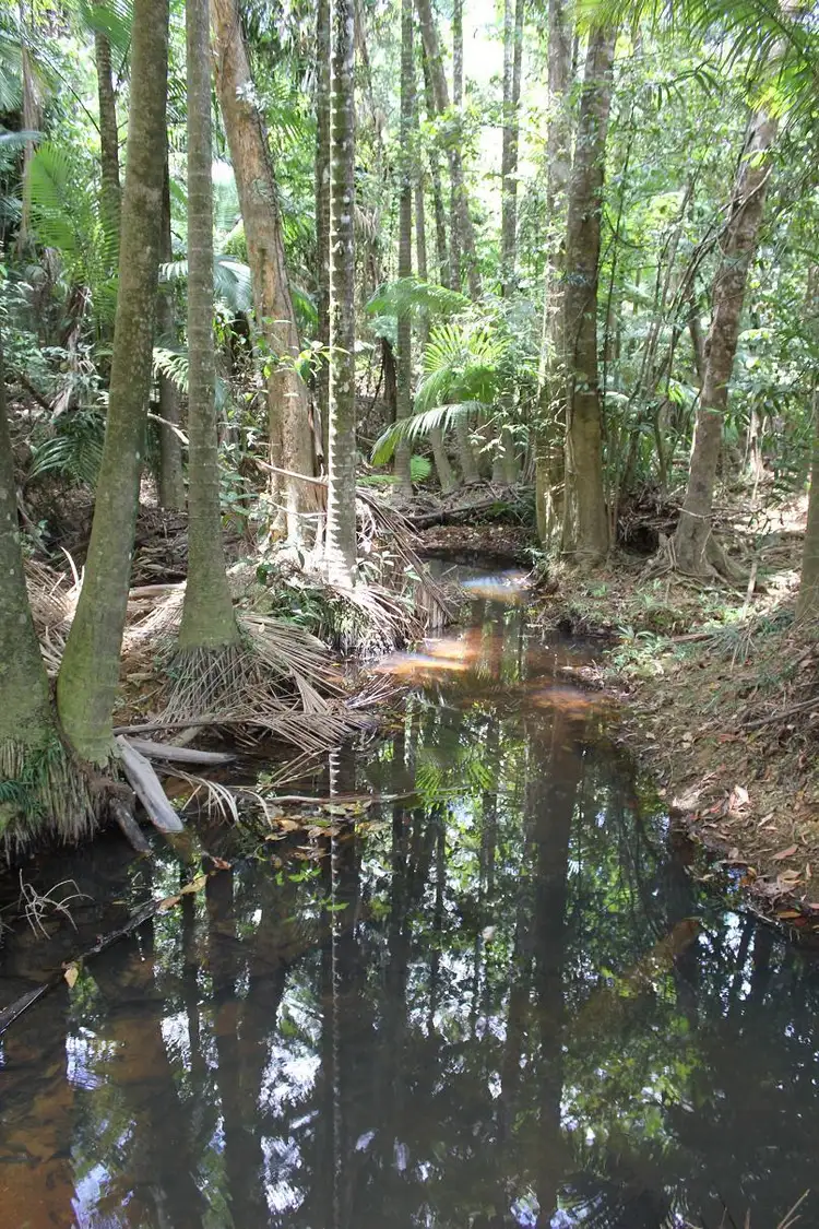 Lot 1 Thornton Peak Drive FOREST CREEK, Daintree QLD 4873