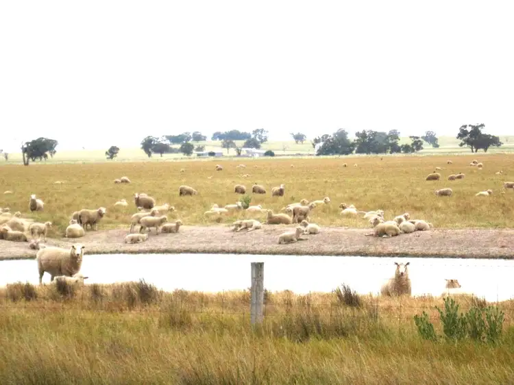 Main view of Homely rural property listing, . Carramar / Yarrawonga Road, Mulwala NSW 2647