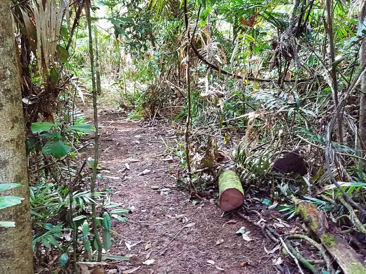 Sixth view of Homely land listing, Lot 145 Quandong Road, Daintree QLD 4873