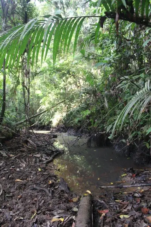 Fifth view of Homely land listing, 478 Black Bean Road COW BAY, Daintree QLD 4873
